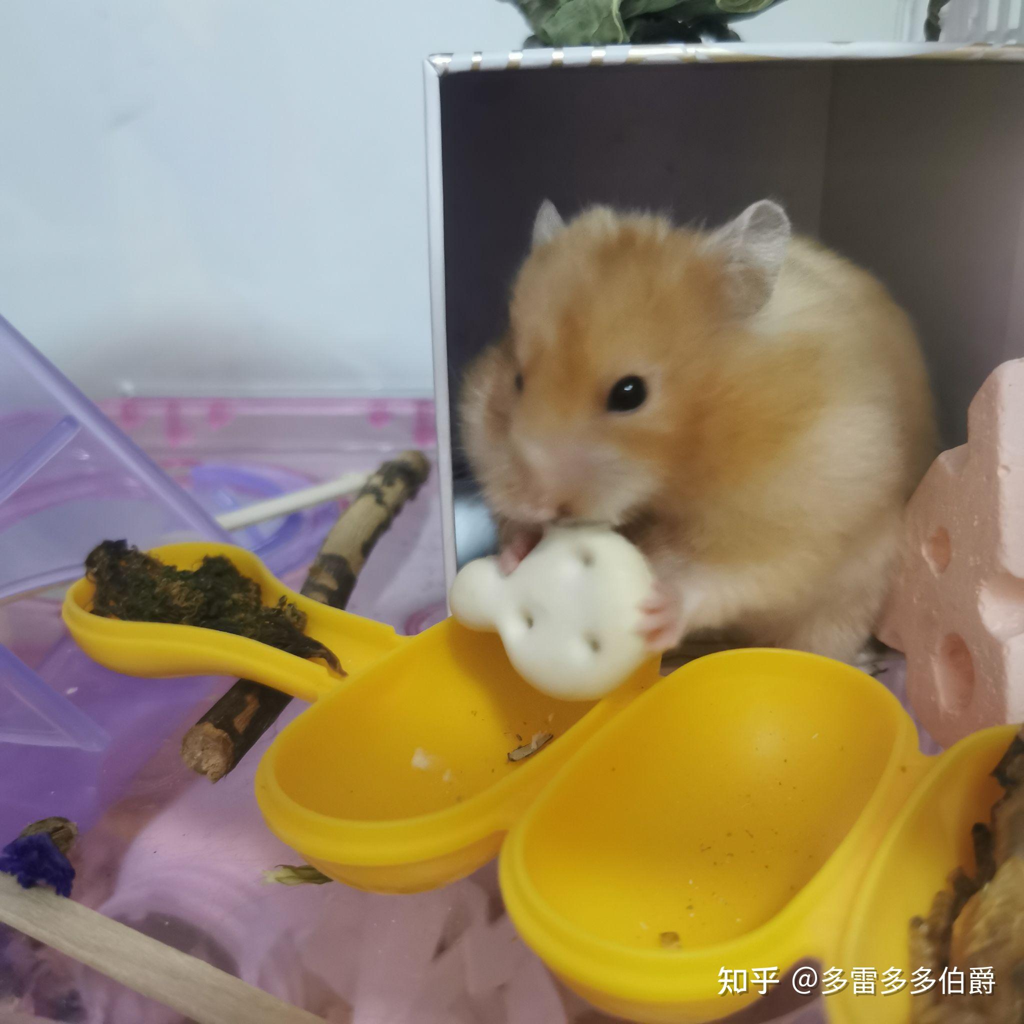 请问养仓鼠不用垫料仓鼠会死吗