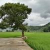 温SIR(欢喜有梦)