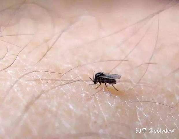 黑色的虫子,会飞,小小的,咬人会起包,痒痒的,并且包很久才会消掉,消掉