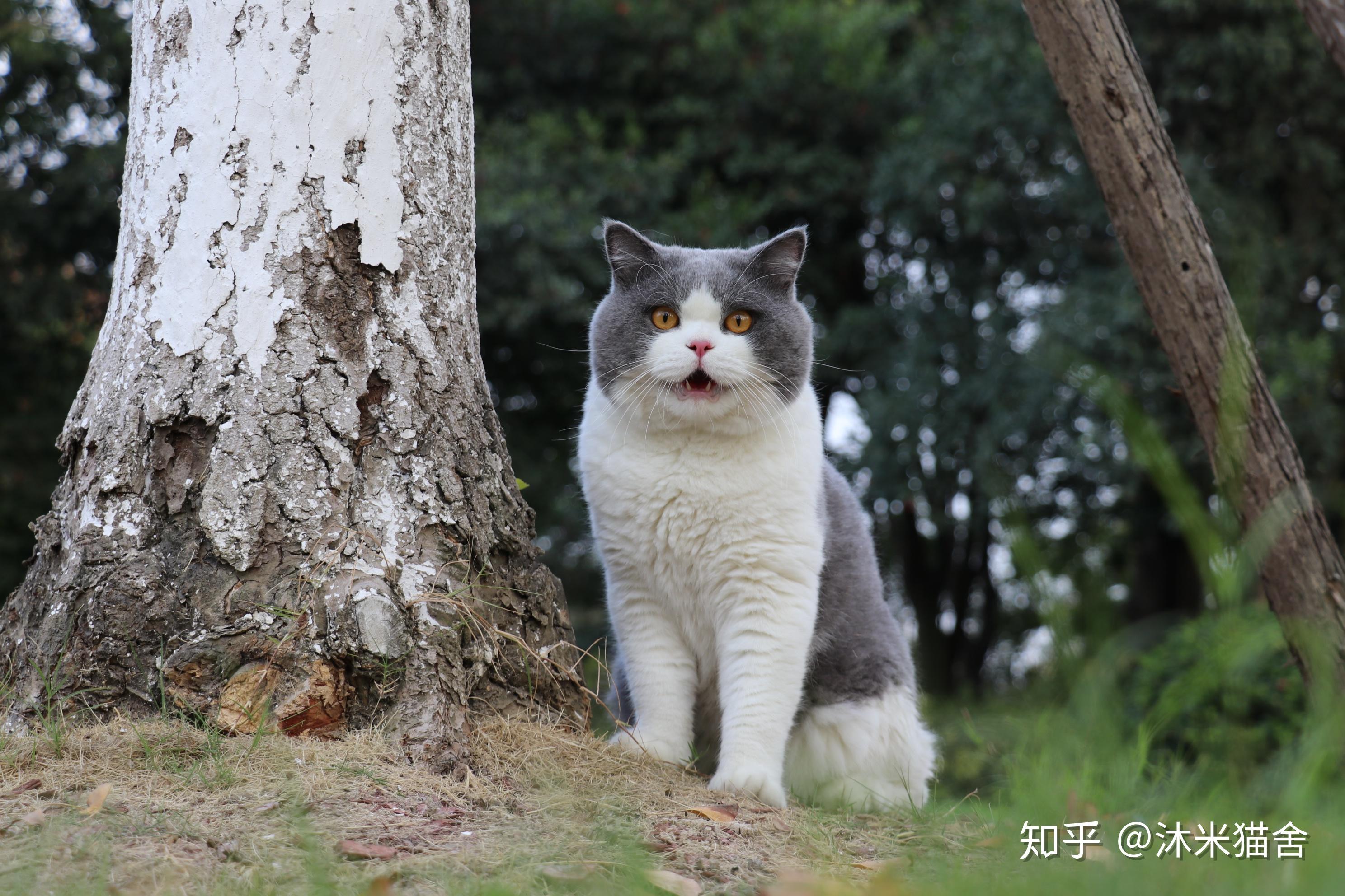 给你家蓝猫拍过哪些满意的照片?