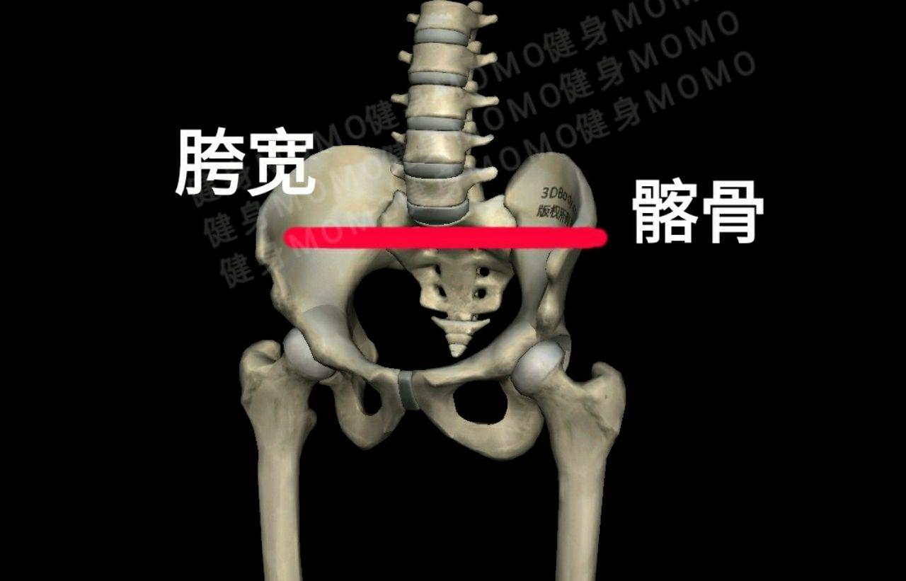 假胯宽怎么分辨该怎么锻炼