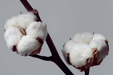 专有名词纤维素材海岛棉海盗木棉