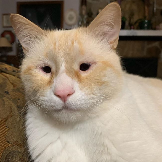 想看看丑丑的小猫咪有哪些丑萌丑萌的猫猫图看嘛