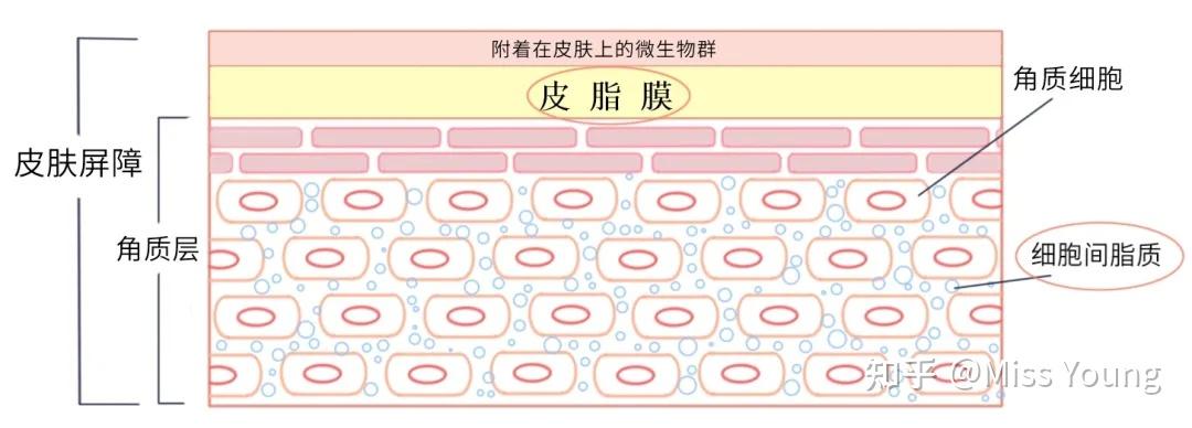 什么为皮脂膜组成的成分