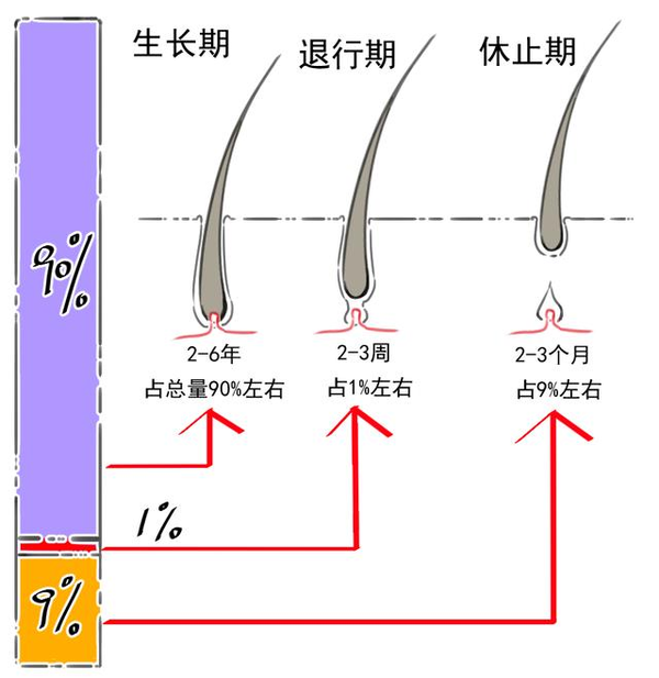 内的dht脱发因子数量剧增的时候,不但影响休止期的毛囊使其萎缩掉落