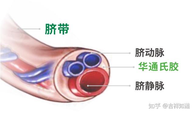 干细胞治疗研究目前进展如何?