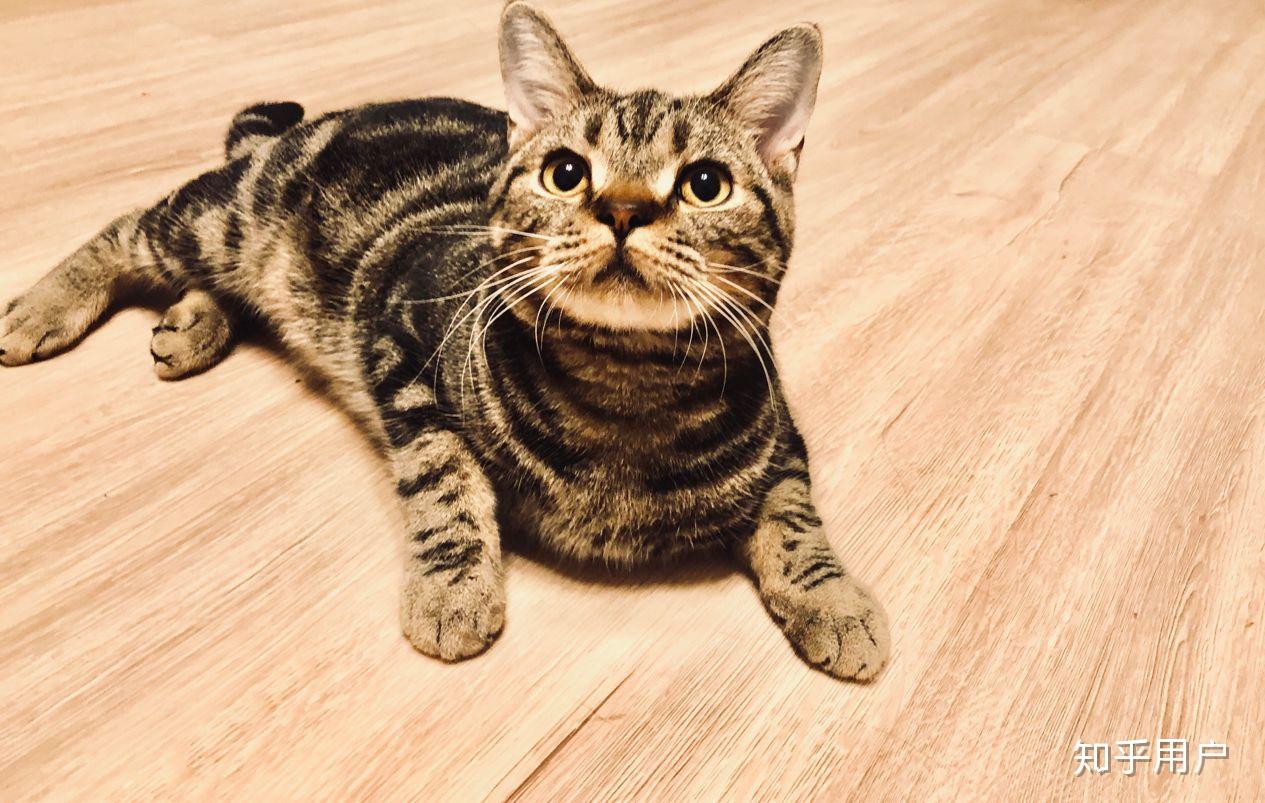 棕虎斑美短? - 知乎