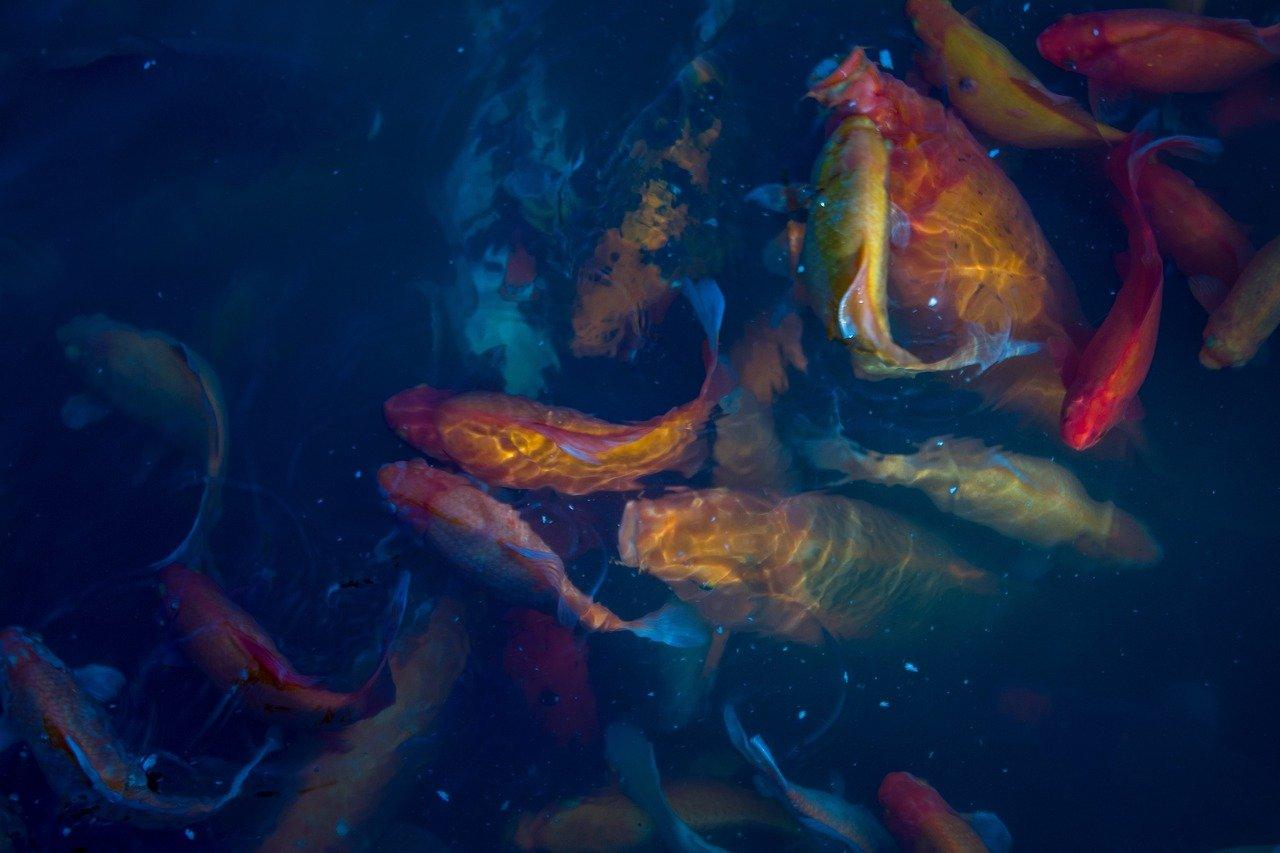 3. 鱼缸除藻技巧