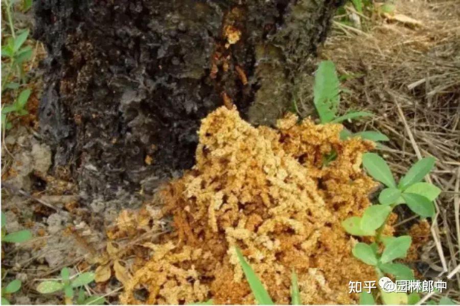 如防治星天牛幼虫?