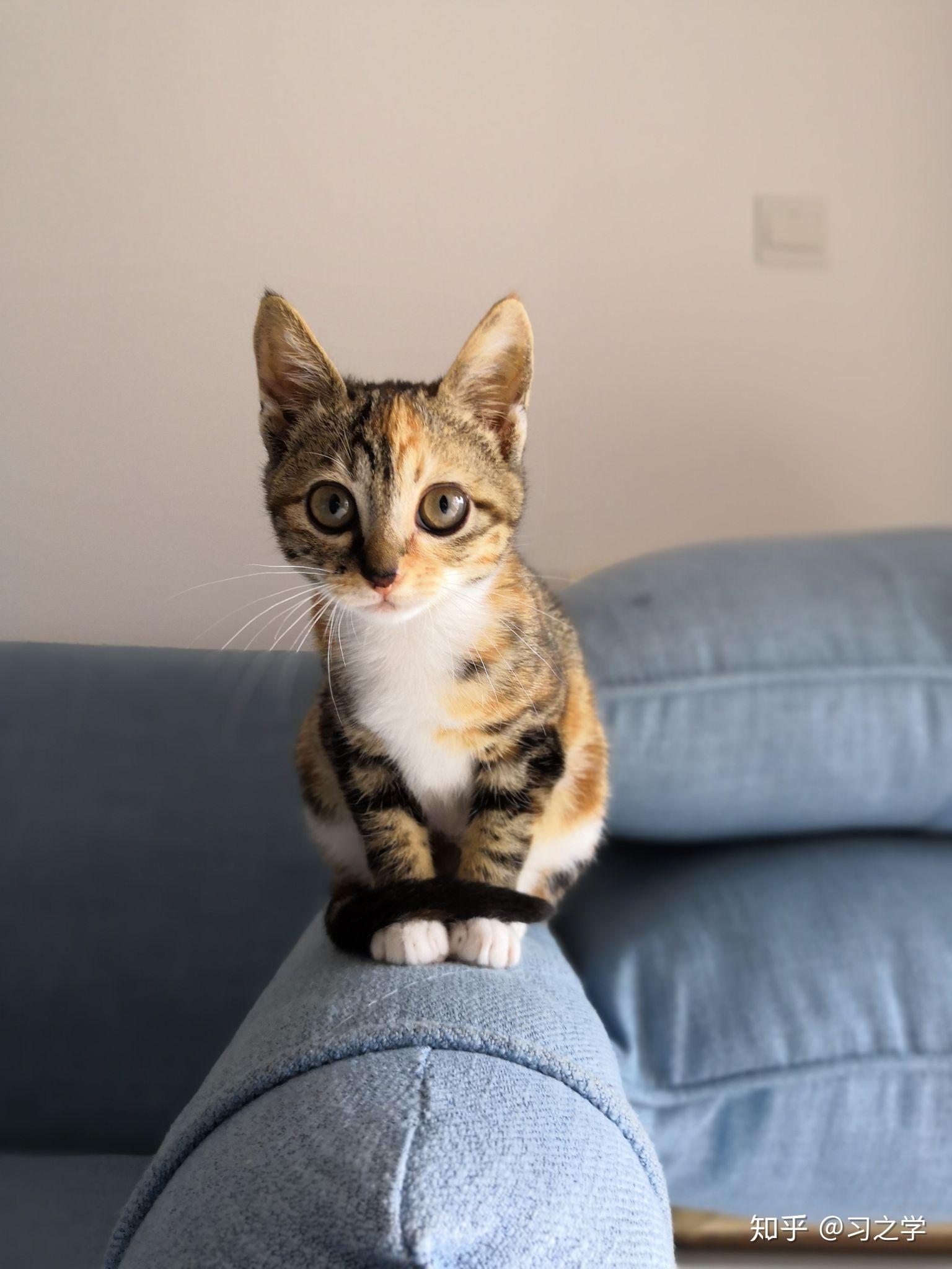 请问我家猫猫只是普通的中华田园猫吗?