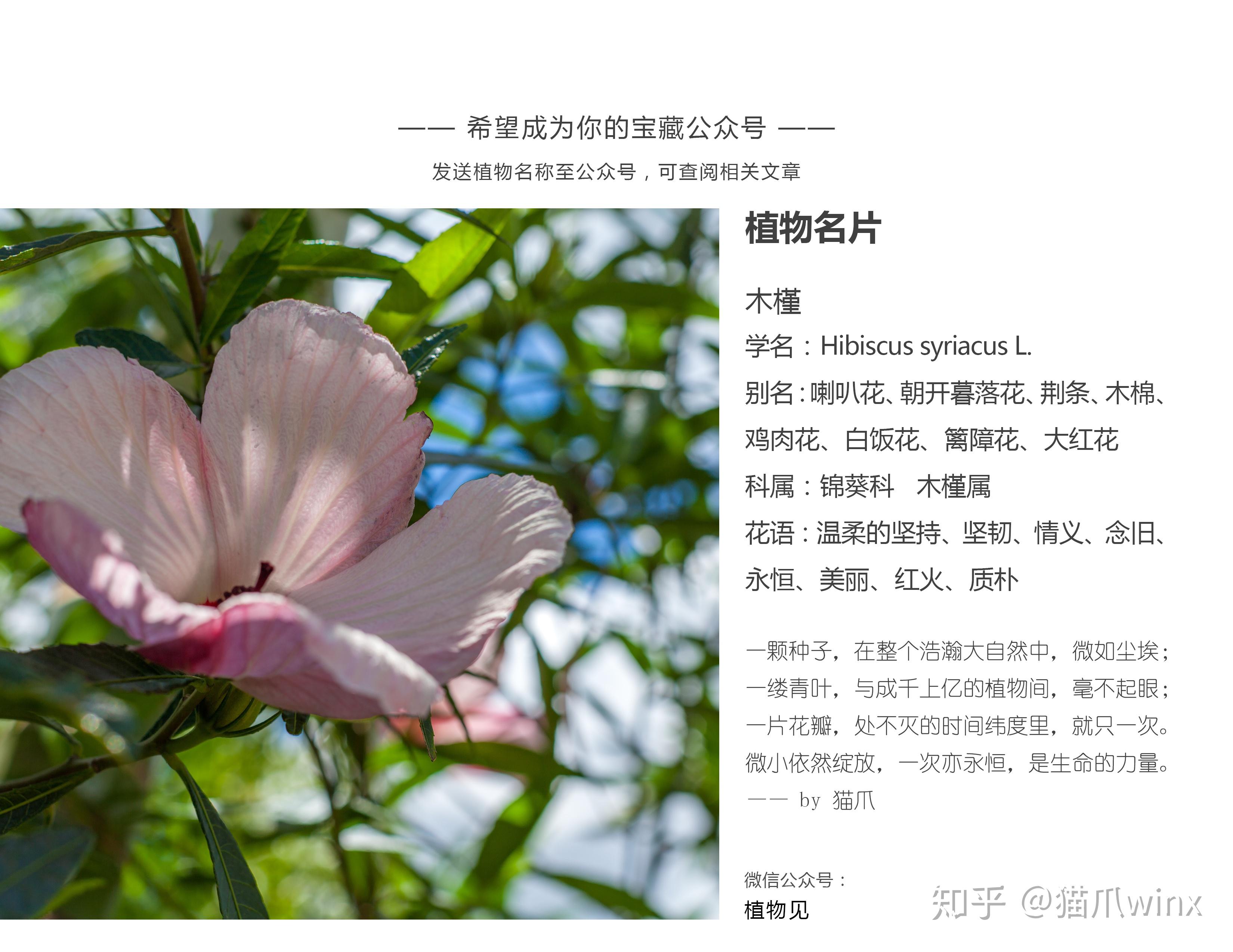 有哪些花及它的花名花语绝美