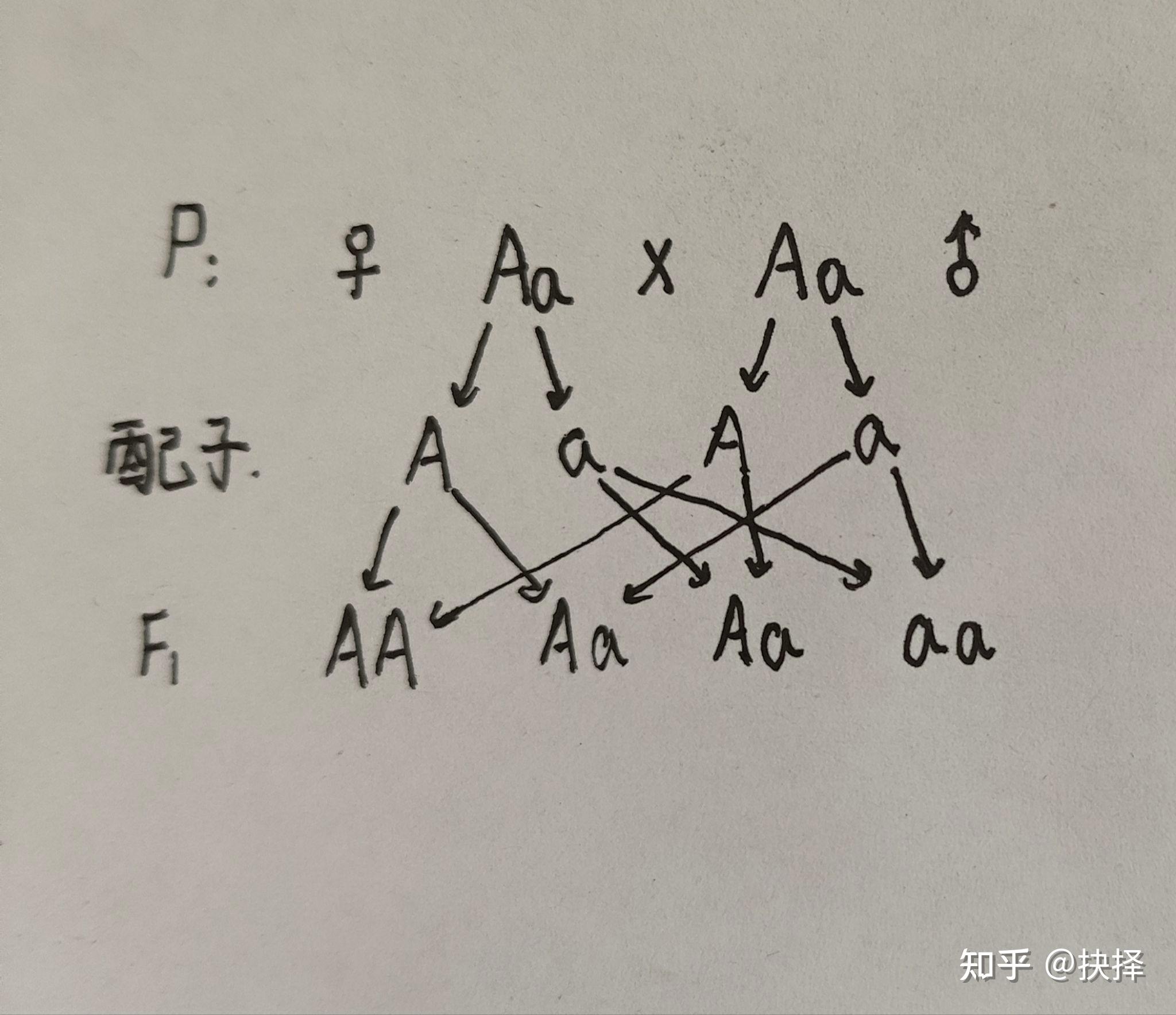 Aa和Aa杂交图图片