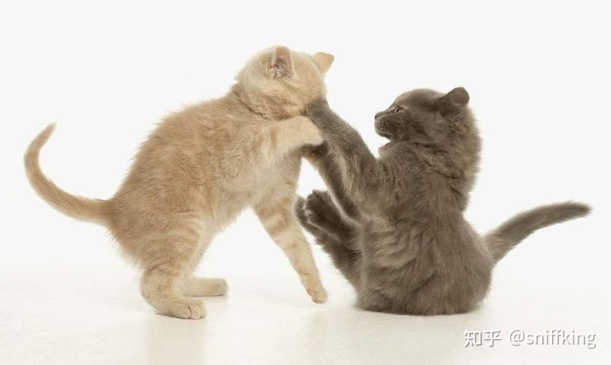 该不该在多养一只猫? - 知乎