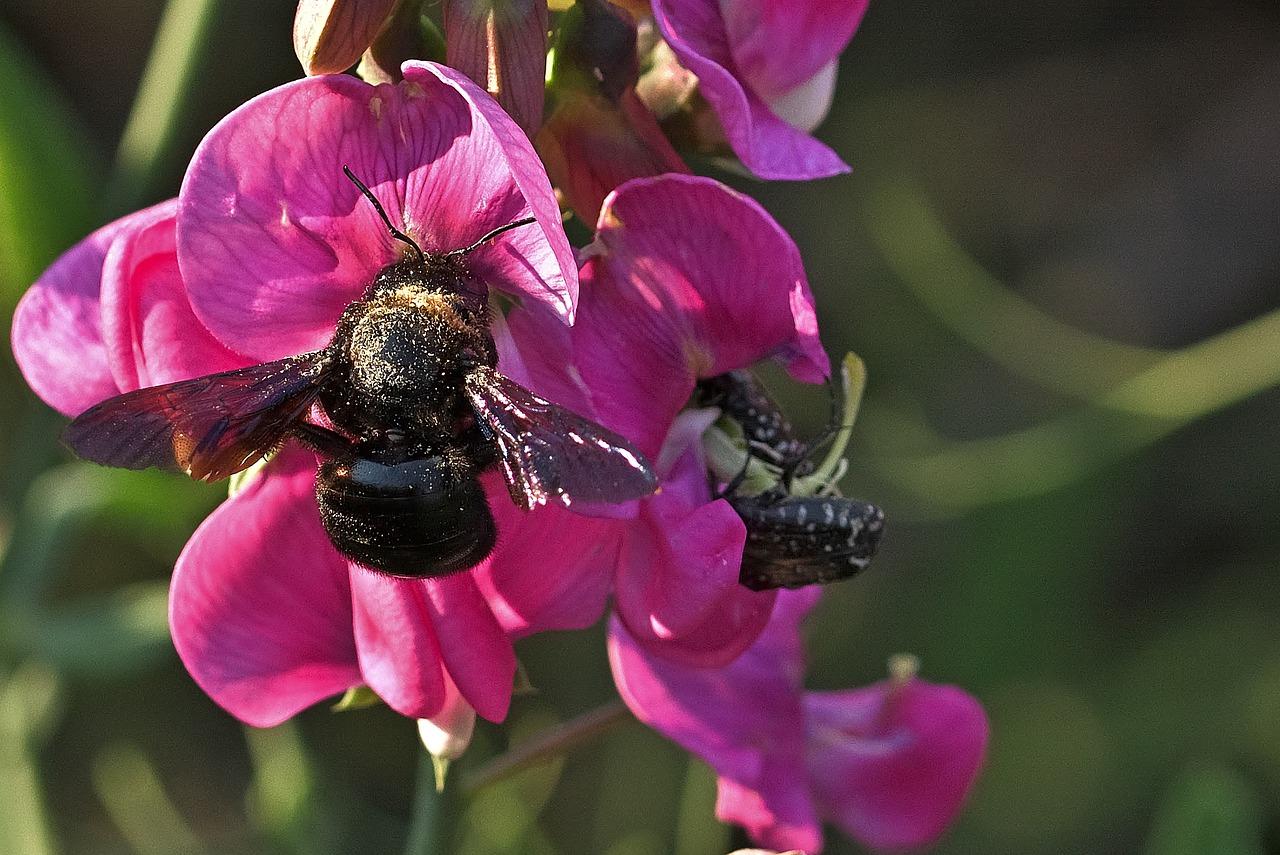 3. 化学防治技巧