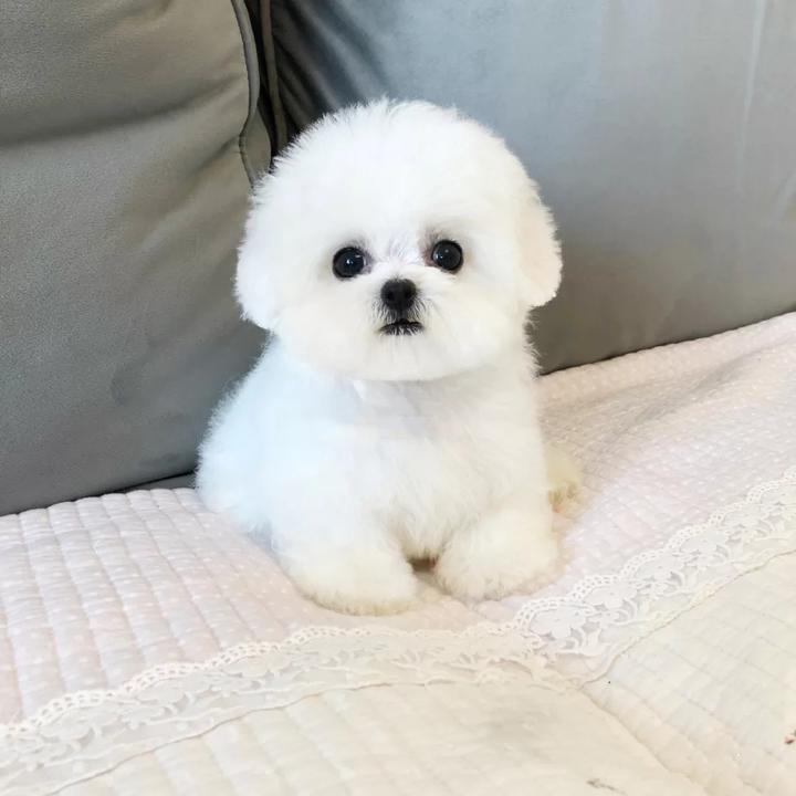 比熊犬好养吗?纯种比熊犬多少钱一只