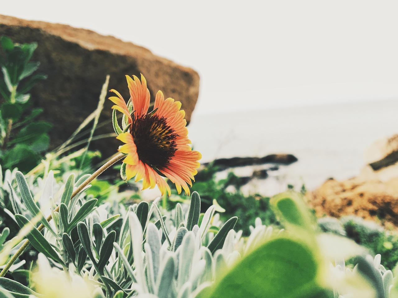 室内植物装饰搭配