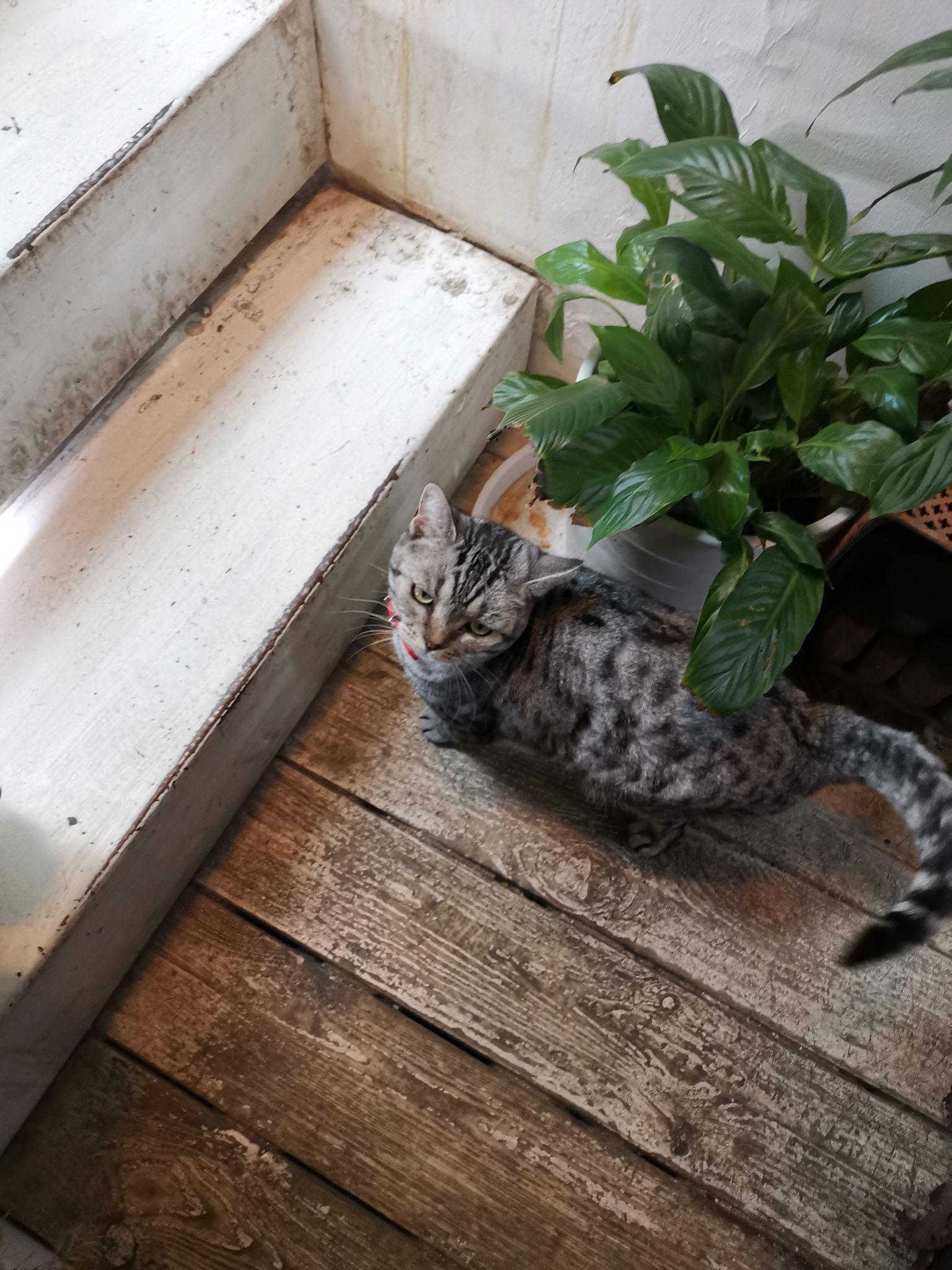 请问有端午色美短吗?