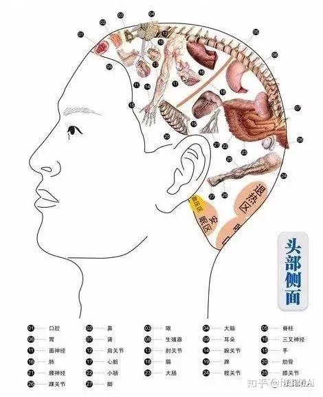 头疗的好处，养生从头疗开始 - 知乎