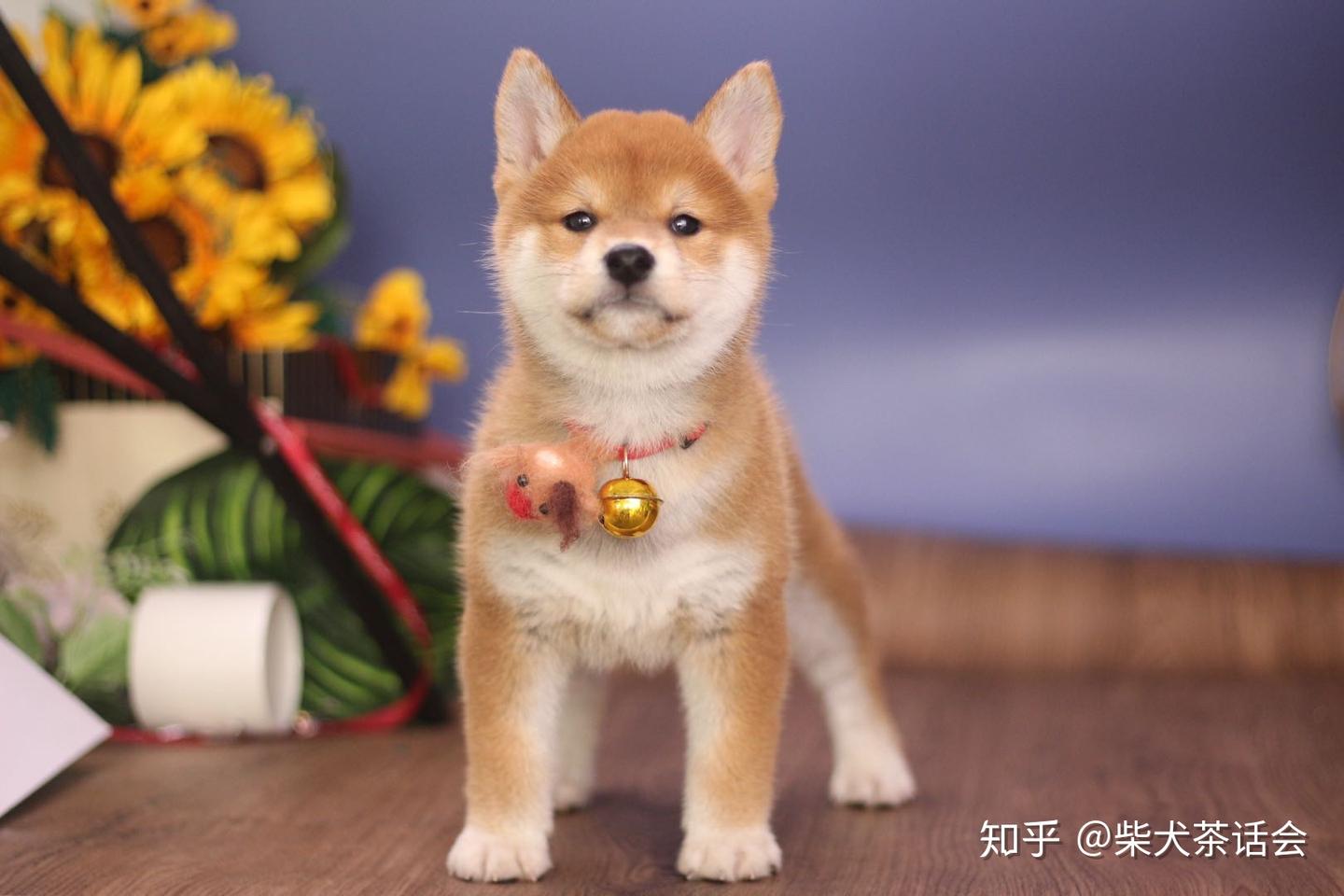 柴犬和哈士奇的区别- 知乎