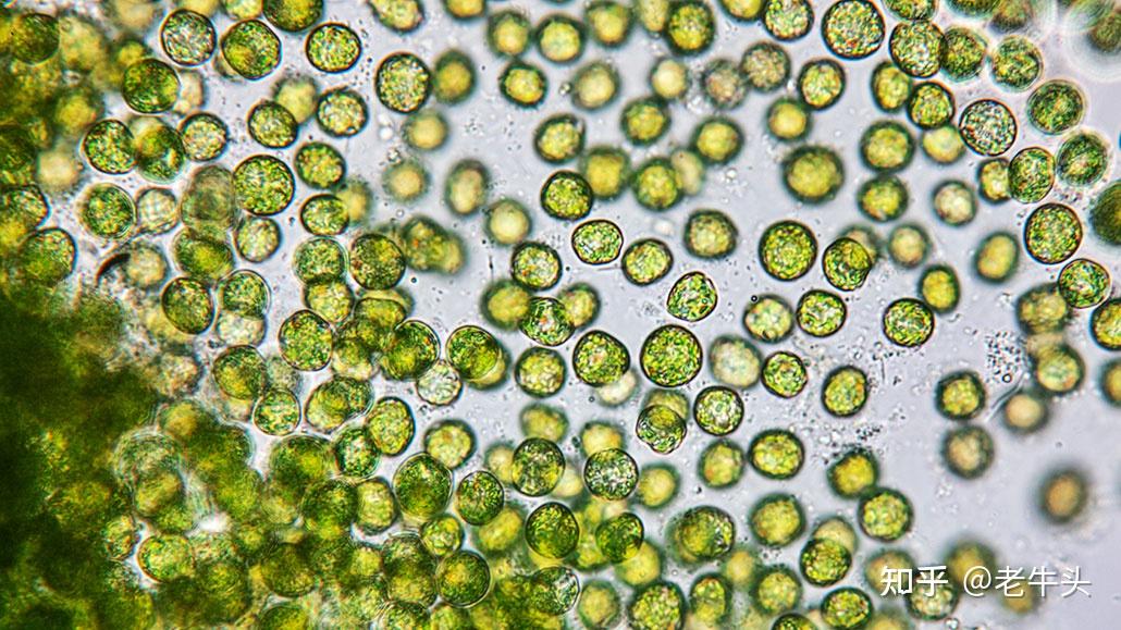 蓝藻和小球藻怎么分辨