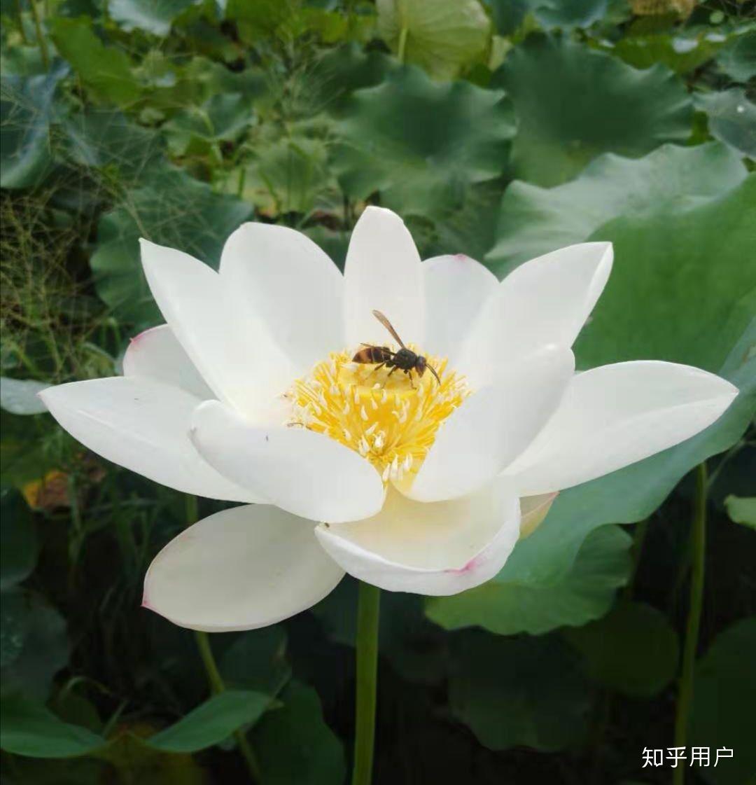 碗莲怎么水培?(水培碗莲种植方法图解)