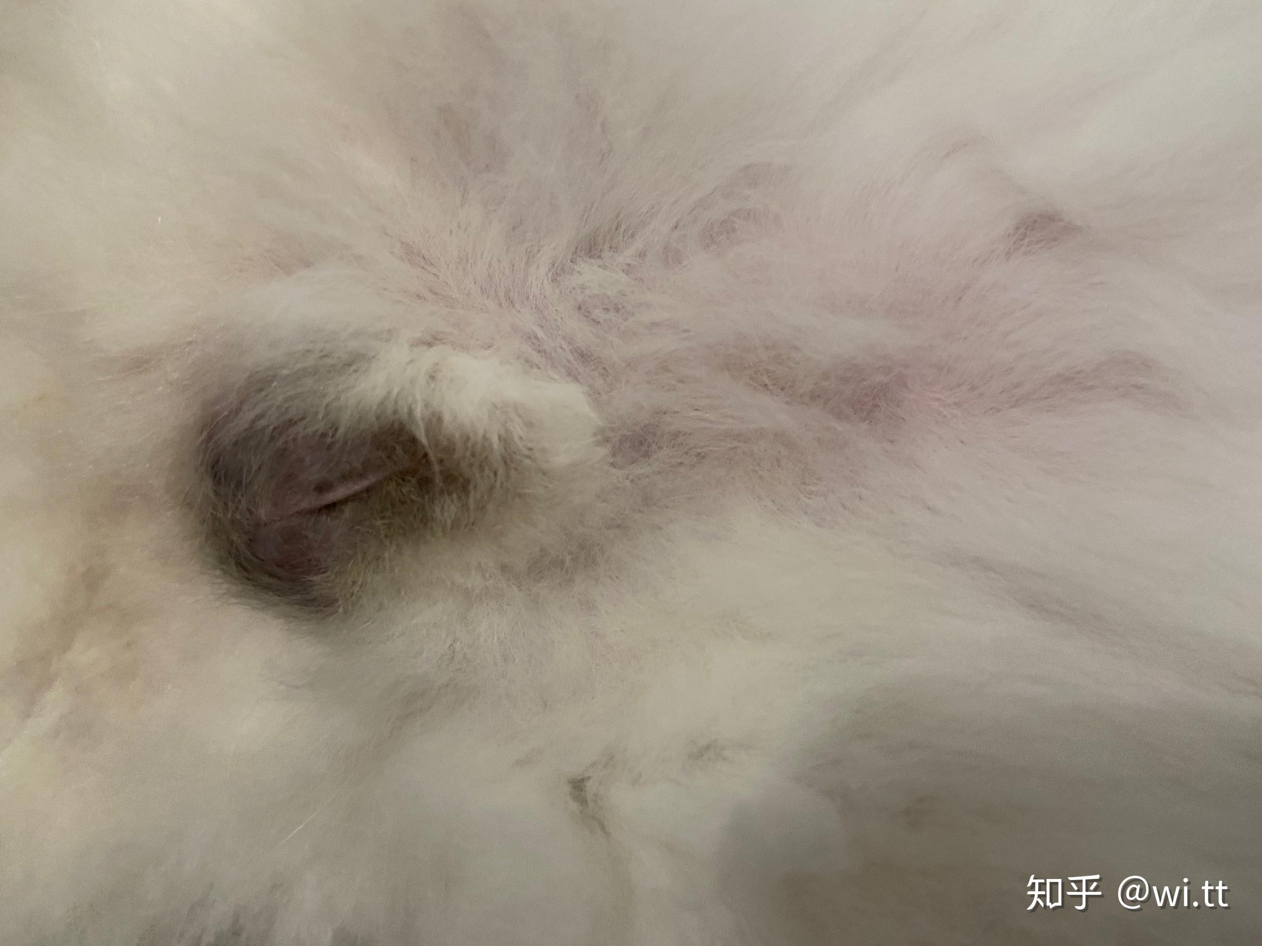 求公猫绝育后蛋蛋的图片