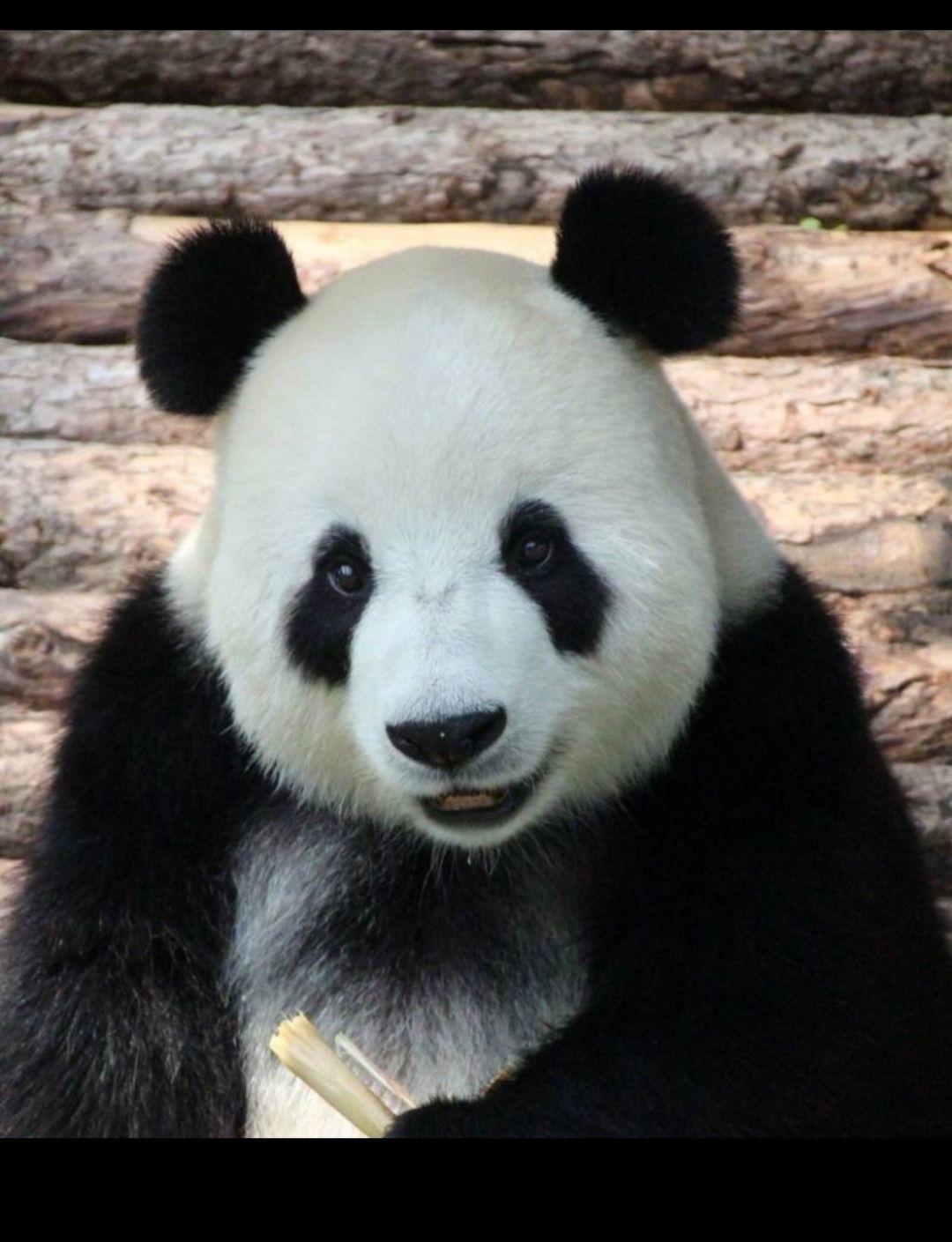 飞云：想到自己是熊猫馆首重 愁的又多吃了几斤_哔哩哔哩_bilibili
