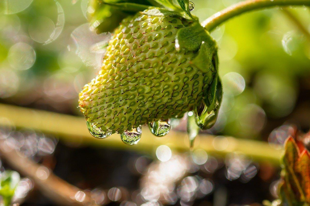 4. 菠萝蜜矿物质