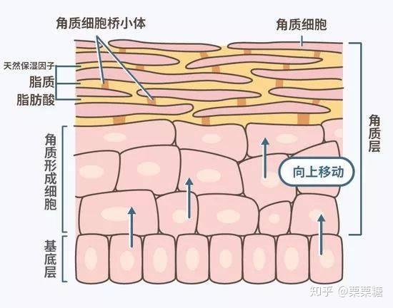 角质层薄很难吸收护肤品,什么护肤品能够快速修复角质层呢? - 知乎