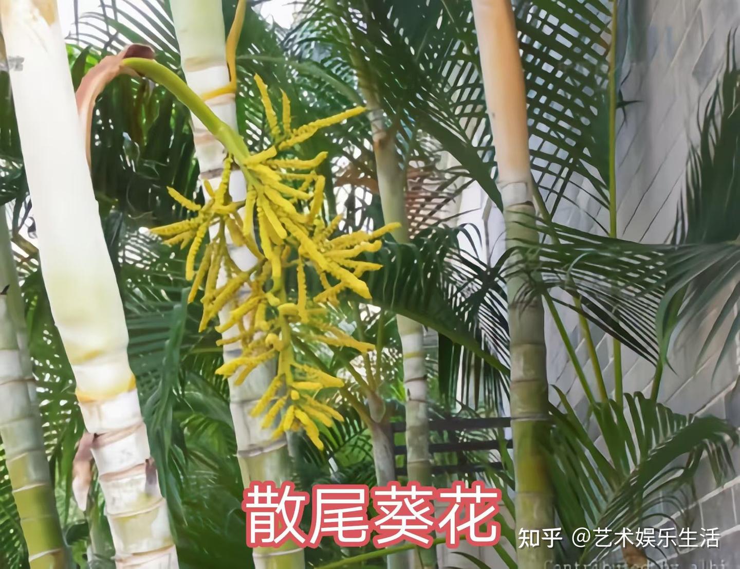 棕榈科的28种代表植物 - 知乎