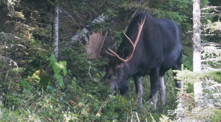 如果将 20 只狼和 500 只鹿放进同一孤岛，最后谁能活下来？