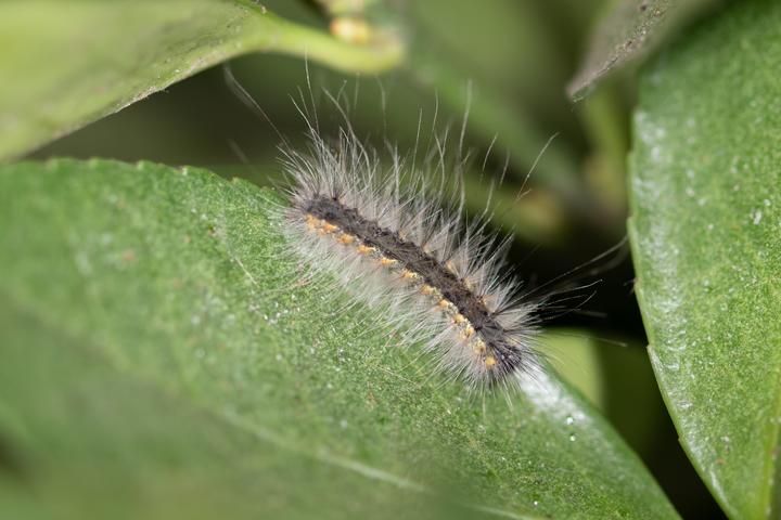 泛滥的"洋辣子"— 美国白蛾