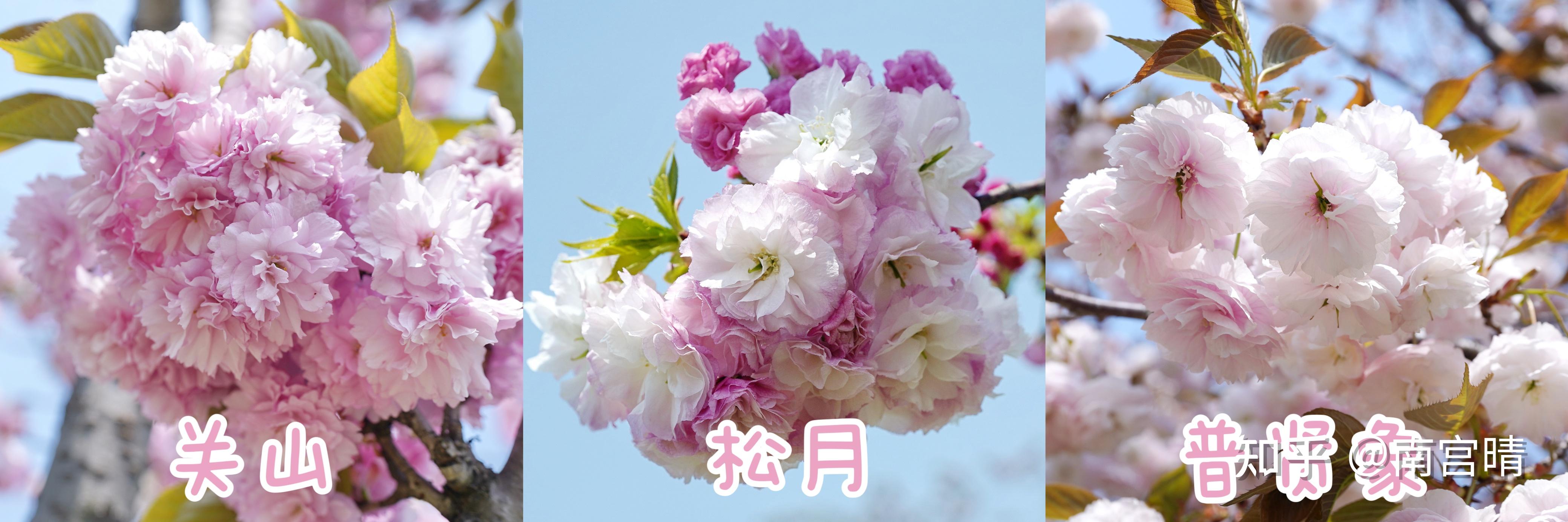 春季常见樱花有哪些?如何区分早樱、中樱、晚樱? - 知乎