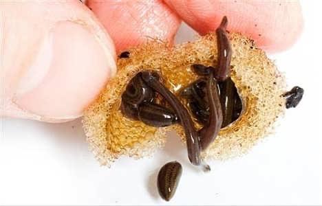 这是蚂蟥(水蛭)幼虫吗? - 知乎