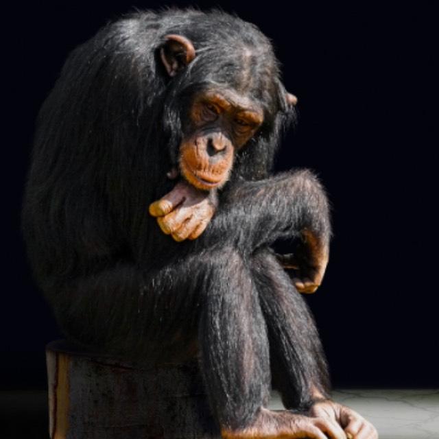 为何自黑猩猩以后，几乎所有人类亚种全部都灭绝了？