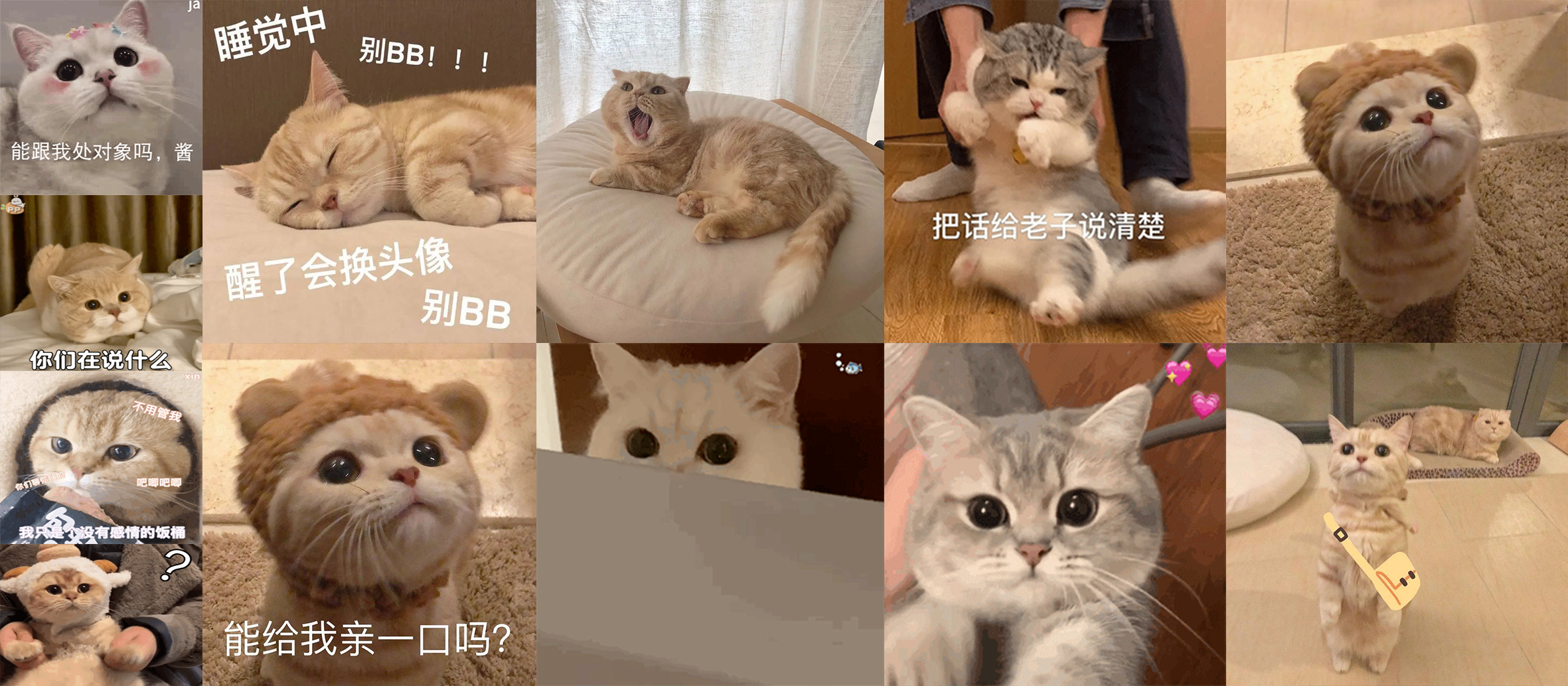 网红猫表情包白色的猫一脸懵的表情包萌萌哒的猫咪表情包来一波