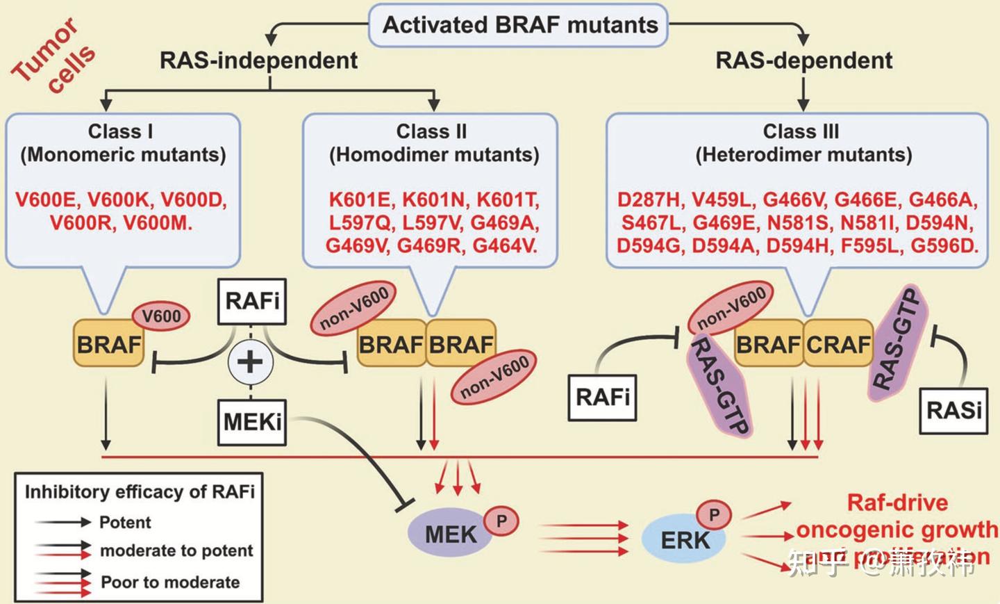 Ras And Raf 经典且复杂的细胞信号通路:RAS/RAF/MEK/ERK - 知乎