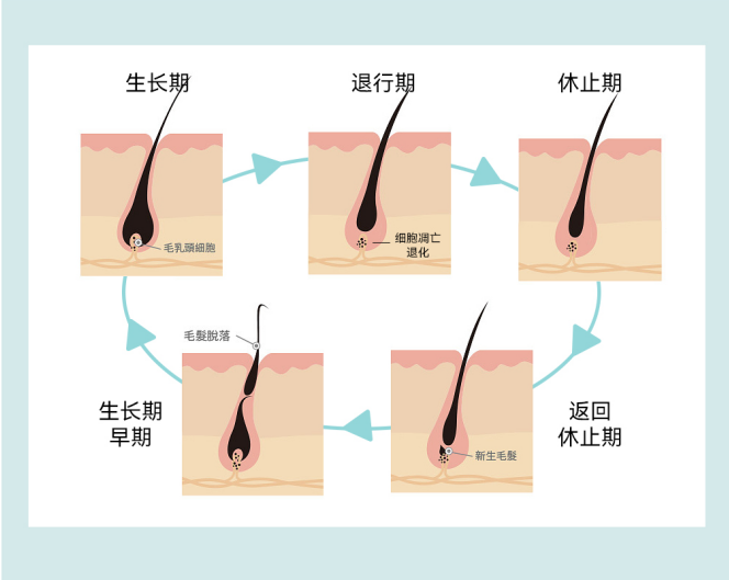 深扒｜防脱精华都是怎样满足“固发强根”的？真的有用吗？ - 知乎