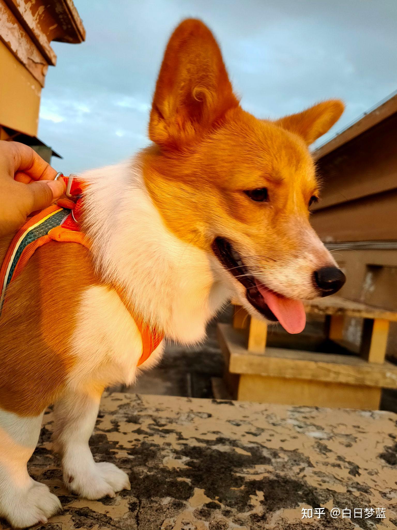 你见过最好看的串串狗是什么样子? - 知乎