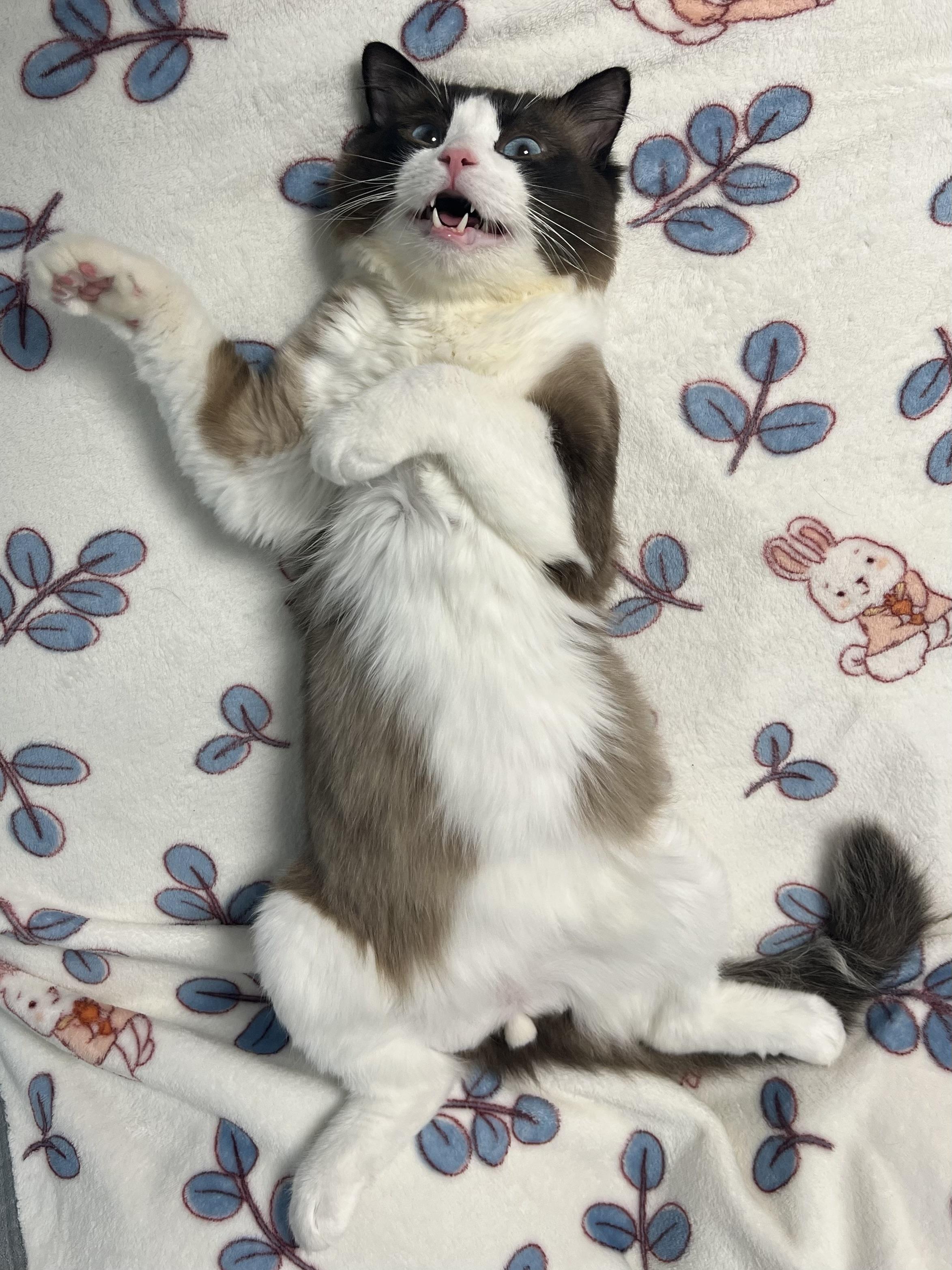 有什么办法可以把一只沙雕猫改造成一只贵族猫