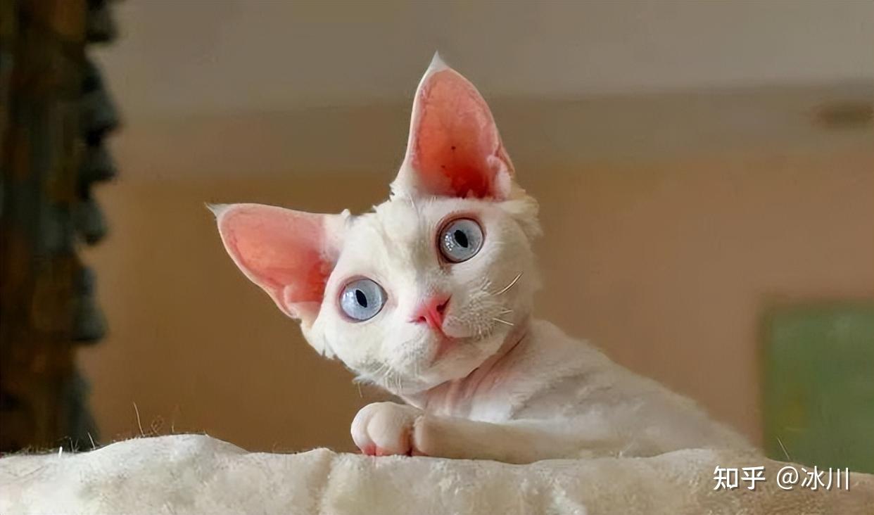 德文卷毛猫的优缺点是什么? - 知乎