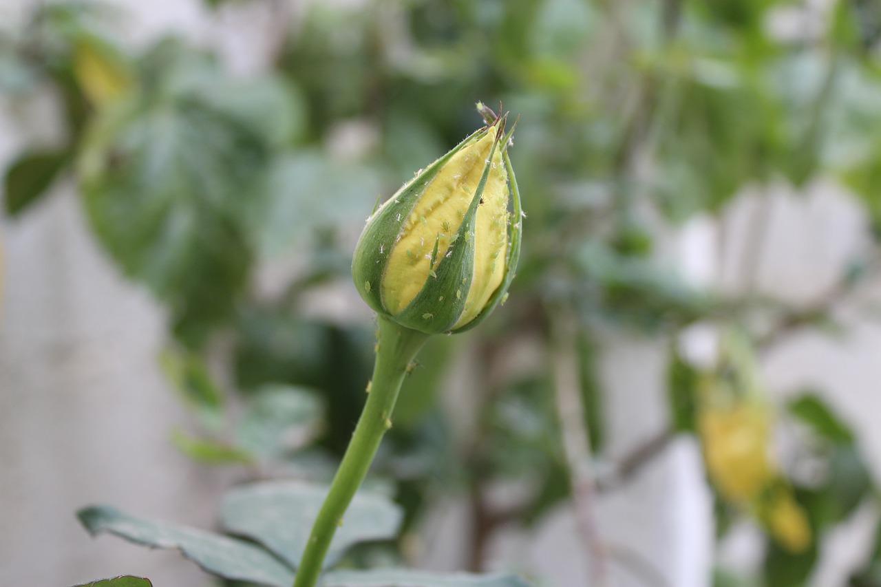 4. 玫瑰送花时机