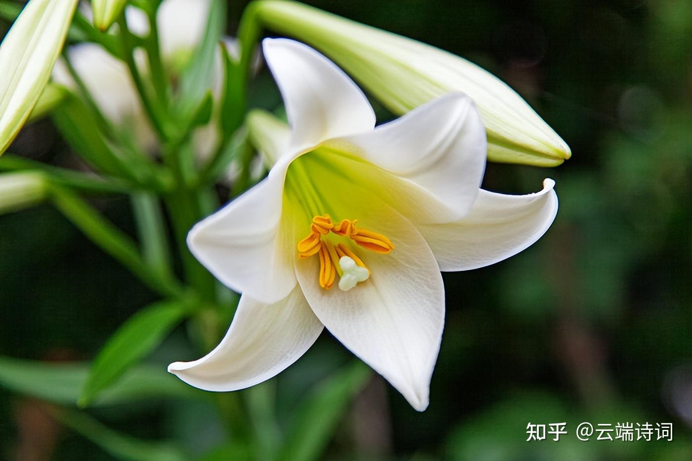 古诗词里清雅的百合花,林梢一点风微起,吹作人间百合香 - 知乎
