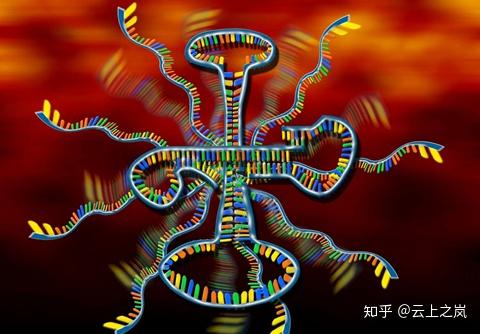 一次在知乎分享了自己的观点后,得到了好多赞,难道是转运rna放大招了?