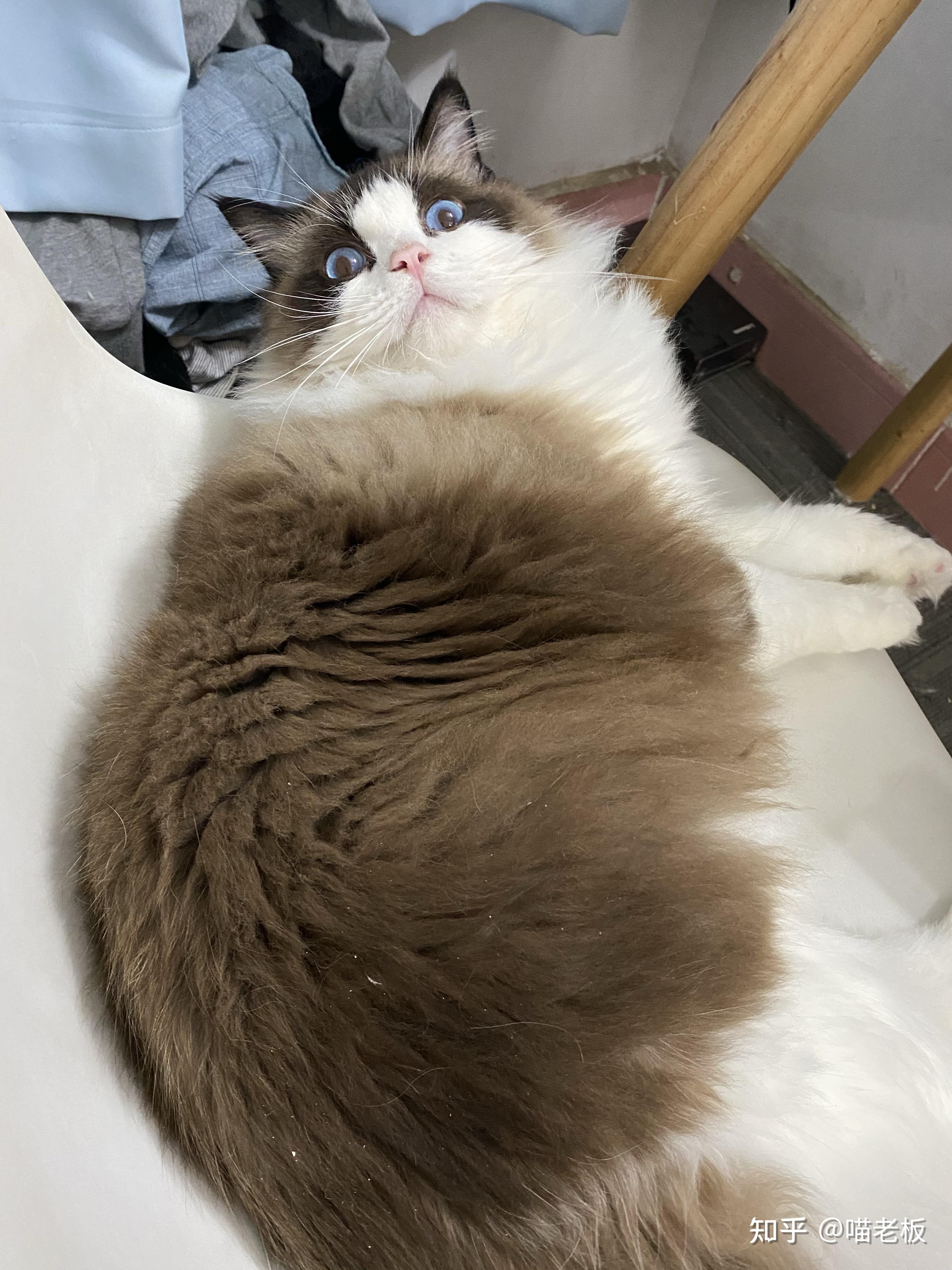 哪里可以找到靠谱的猫群? - 知乎
