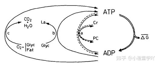 高强度运动中无氧代谢动力学:ATP-PC耗竭与乳酸代谢的分子调控机制 - 知乎