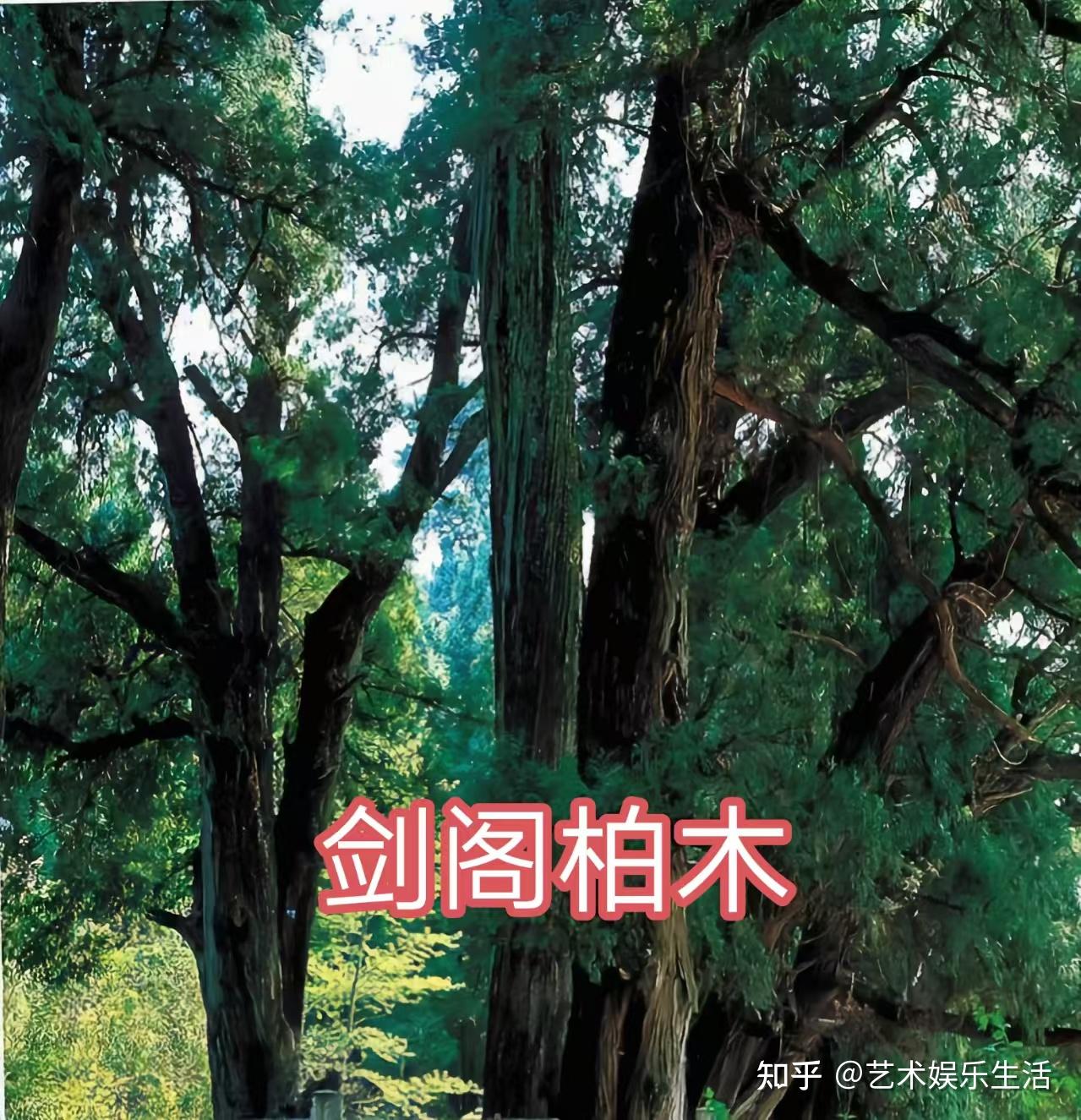 68种柏科植物,园林栽培的常用树种 - 知乎