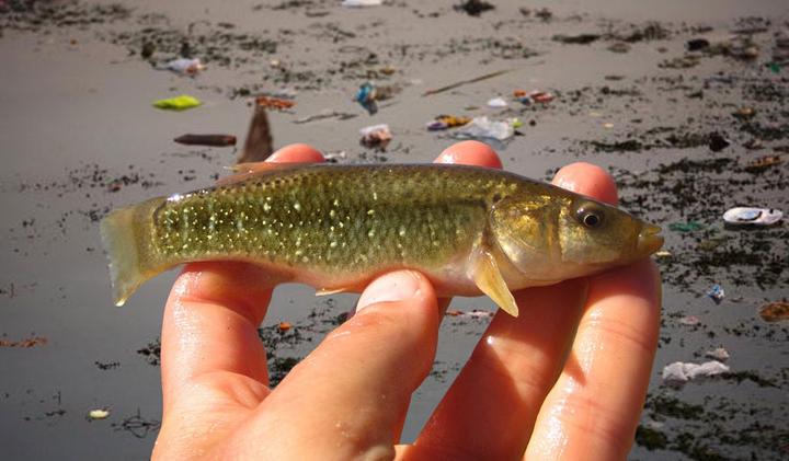 能够在污染的水域中生存的小泥鱼是"赢家"还是" 输家"?