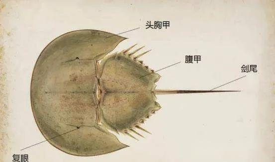 【动物界全系列】剑尾目—鲎科（上） - 知乎