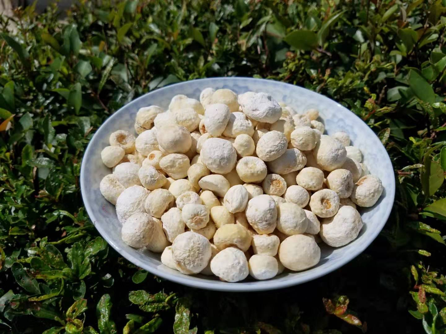 半夏的功效有哪些? - 知乎